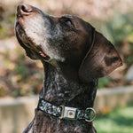 Looney Tunes Logo White Seatbelt Buckle Collar - Looney Tunes 6-Character Stacked Collage4