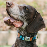 Space Jam 2 TUNE SQUAD Logo Full Color Black/White Seatbelt Buckle Collar - SPACE JAM Number 6 Blocks Black/Turquoise/White/Red