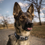 MARVEL UNIVERSE Spider Logo3 Full Color Black White Seatbelt Buckle Collar - Spider Logo3 Black/White