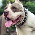 Load image into Gallery viewer, "Danger" collar