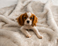 Load image into Gallery viewer, PupProtector™ Short Fur Waterproof Throw Blanket - White with Brown Accents