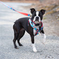 Load image into Gallery viewer, Up Country Flag Day Dog Cast Brass Dog Harness