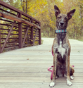 Load image into Gallery viewer, Dahlia Darling Dog Collar