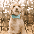 Load image into Gallery viewer, Dawson Dog Bow Tie