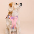Load image into Gallery viewer, Diem Dog Harness