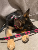 Black and Pink Dog Collar