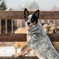 Load image into Gallery viewer, Up Country Howdy Cast Brass Dog Collar