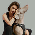 Load image into Gallery viewer, DOGISTRY The NoMad Adjustable Luxe Harness - Rockstar
