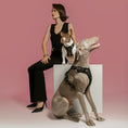 Load image into Gallery viewer, DOGISTRY The NoMad Adjustable Luxe Harness - Rockstar