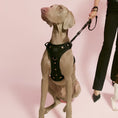Load image into Gallery viewer, DOGISTRY The NoMad Adjustable Luxe Harness - Rockstar