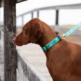 Load image into Gallery viewer, Up Country Dolphin Cast Brass Dog Collar