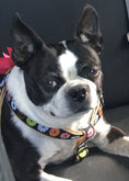 Load image into Gallery viewer, Donuts Small Breed Dog Harness