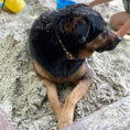 Load image into Gallery viewer, Up Country Donuts Cast Brass Dog Collar