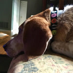 Donuts Extra Wide Dog Collar 1.5