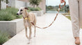 Load image into Gallery viewer, Bowsers Designer Dog Leash in 5 Foot