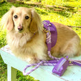 Load image into Gallery viewer, HARNESS - LAVISH LAVENDER