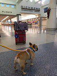 Load image into Gallery viewer, Mr. Peanut's Gold Series Standard Size Airline Compliant Pet Carrier