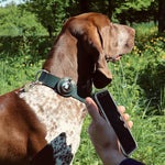 Find Me Apple AirTag Dog Collar Slider