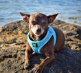 Load image into Gallery viewer, EcoBark Step In Dog Harness - XXXS to Small Breeds- Reflective Soft Mesh Harness for Teacup, Small Dogs and Puppies / Sky Blue