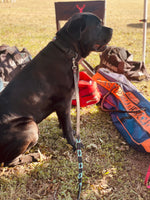 Black with Turquoise Dog Leashe