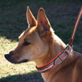 Load image into Gallery viewer, ExionPro Red Bling Padded Dog Collar With Dog Leash