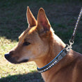 Load image into Gallery viewer, ExionPro White & Blue Bling Dog Collar With Leash