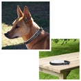 Load image into Gallery viewer, ExionPro Black Bling Dog Collar