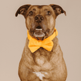 Load image into Gallery viewer, Ezra Dog Bow Tie