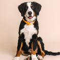 Load image into Gallery viewer, Ezra Dog Collar