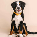 Load image into Gallery viewer, Ezra Dog Collar