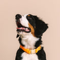 Load image into Gallery viewer, Ezra Dog Collar