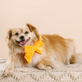Load image into Gallery viewer, Ezra Dog Babe Bow