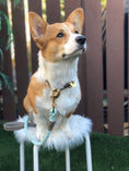 Load image into Gallery viewer, LEASH - DESERT MINT