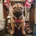 Load image into Gallery viewer, The "Bowtie" handmade leather harness black Small to Medium Size