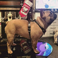 Load image into Gallery viewer, The "Bowtie" leather harness brown Small to Medium Size