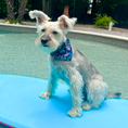 Load image into Gallery viewer, Tommy Bahama Pet - Bandana