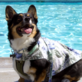 Load image into Gallery viewer, Tommy Bahama Pet - Frandy