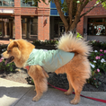 Load image into Gallery viewer, Tommy Bahama Pet - Frandy