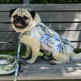 Load image into Gallery viewer, Tommy Bahama Pet - Frandy