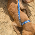 Load image into Gallery viewer, Tommy Bahama Pet - Collar & Leash Set