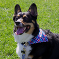 Load image into Gallery viewer, Izod Pet - Bandana