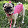 Load image into Gallery viewer, IZOD Pet - Frandy