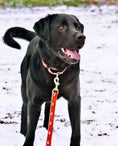 Load image into Gallery viewer, Up Country Foxy Cast Brass Martingale Collar