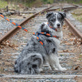 Load image into Gallery viewer, Feelin' Groovy Dog Lead