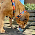 Load image into Gallery viewer, Up Country Feelin Groovy Dog Cast Brass Dog Harness