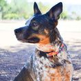 Load image into Gallery viewer, Up Country Feelin Groovy Cast Brass Dog Collar