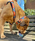 Load image into Gallery viewer, Up Country Feelin Groovy Cast Brass Dog Collar