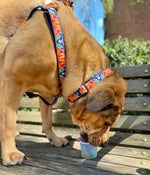 Feelin' Groovy Dog Collar