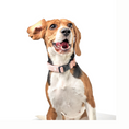 Load image into Gallery viewer, DOGISTRY The DOGISTRY x Fi Sweetheart 3+ Collar Band