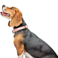 Load image into Gallery viewer, DOGISTRY The DOGISTRY x Fi Sweetheart 3+ Collar Band
